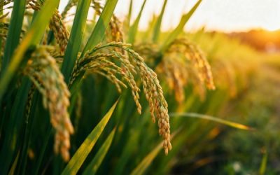 Capital décès : une protection renforcée pour les proches des non-salariés agricoles