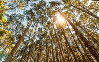 Taux réduit de TVA pour les travaux sylvicoles et d’exploitation forestière : ça continue