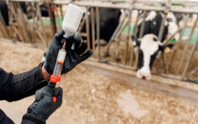 Dermatose nodulaire : nouvelle restriction de mouvements pour les animaux non-vaccinés