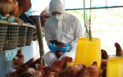Influenza aviaire : une situation qui s’améliore