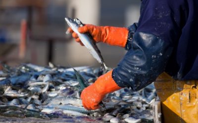 Secteur de la pêche : du nouveau pour les quotas et les activités de pêche
