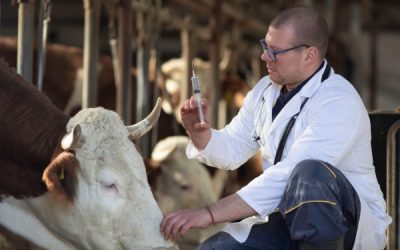 Agriculture : le point sur les épidémies