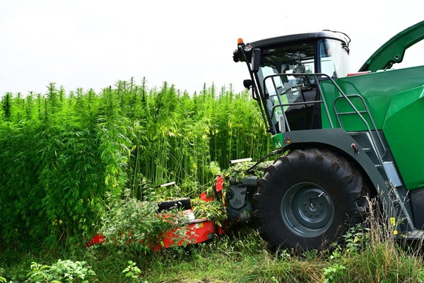 Agriculture : éligibilité des cultures de chanvre à la PAC