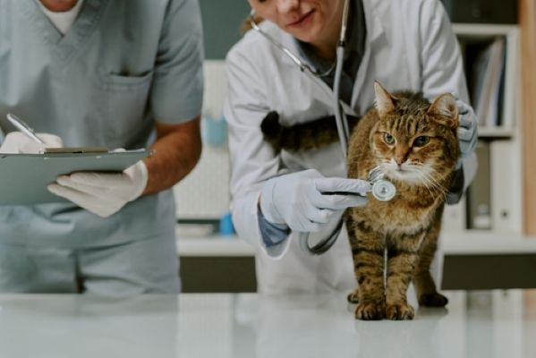 Cabinet des vétérinaires : des règles de fonctionnement précisées