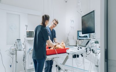 Vétérinaires : une délégation possible pour certains actes