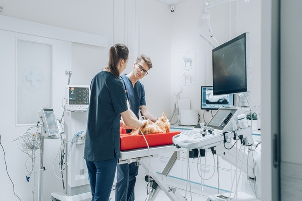 Vétérinaires : une délégation possible pour certains actes