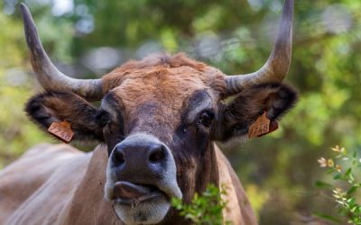 Aide aux bovins en Corse : des conditions précisées